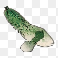 Vintage gourds png vegetable  sticker, transparent background. Remixed by rawpixel.