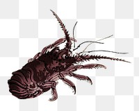 Crayfish png sticker, vintage illustration transparent background. Remixed by rawpixel.