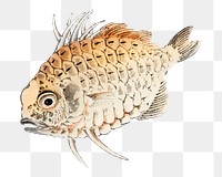 Japanese fish png sticker, vintage illustration transparent background. Remixed by rawpixel.
