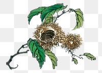 Vintage chestnut png illustration  sticker, transparent background. Remixed by rawpixel.