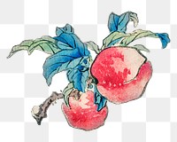 Vintage peaches png  illustration sticker, transparent background. Remixed by rawpixel.