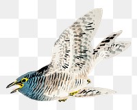 European herring gull png sticker, vintage animal illustration transparent background. Remixed by rawpixel.