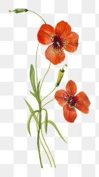 Wind poppy png vintage red flower sticker, transparent background