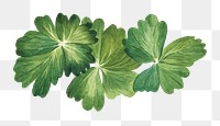 Lemon columbine leaves png botanical sticker, transparent background