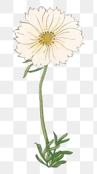 White cosmos png flower illustration.  sticker, transparent background. Remixed by rawpixel.