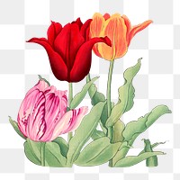 Tulips png illustration  sticker, transparent background. Remixed by rawpixel.