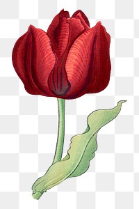 Red tulip png illustration  sticker, transparent background. Remixed by rawpixel.
