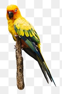 PNG parrot bird, collage element, transparent background