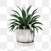 Potted plant png sticker, transparent background