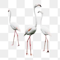 White flamingo bird png sticker, transparent background