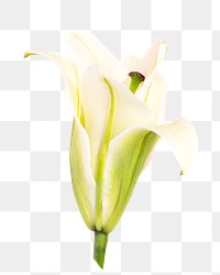 White lily flower png sticker, transparent background