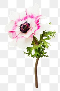 White anemone flower png sticker, transparent background