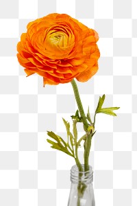 Buttercup flower png, transparent background