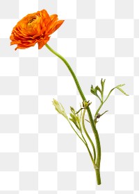 Buttercup flower png, transparent background