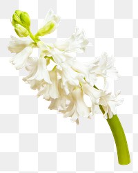 White hyacinths flower png sticker, transparent background