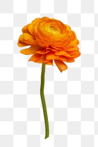 Orange ranunculus png flower sticker, transparent background