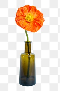 PNG poppy flower, collage element, transparent background