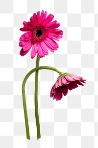 Gerbera flowers png sticker, transparent background