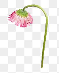 Pink Gerbera png flower sticker, transparent background