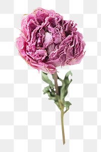 Dried pink peony png sticker, botanical, transparent background