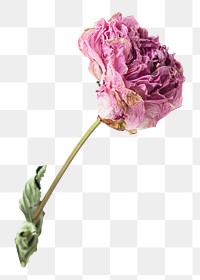 Dried pink peony png sticker, botanical, transparent background