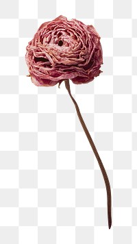 Dried ranunculus png sticker, botanical, transparent background