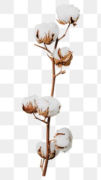 Dried cotton flower png sticker, botanical, transparent background