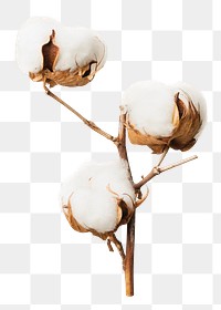 Dried cotton flower png sticker, botanical, transparent background