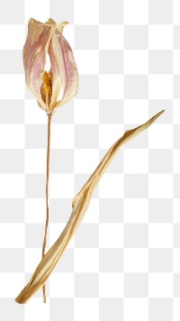 Dried tulip  png flower, transparent background