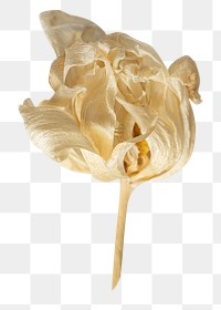 Dried tulip png sticker, botanical, transparent background