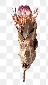 Dried protea png, transparent background