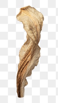 Dried petal png, transparent background