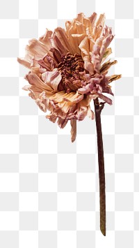 Dried chrysanthemum png sticker, botanical, transparent background