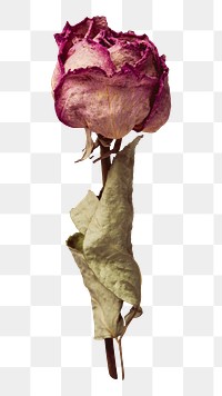 Dried pink rose png sticker, botanical, transparent background