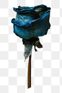 Dried blue rose png sticker, botanical, transparent background