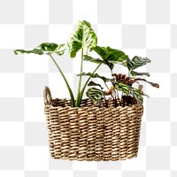 Houseplant in basket png sticker, transparent background