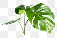 Monstera leaf png sticker, botanical, transparent background