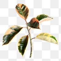 Rubber fig plant png sticker, botanical, transparent background