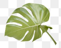 Monstera leaf png sticker, botanical, transparent background