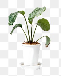 Calathea Orbifolia houseplant png sticker, transparent background