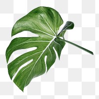 Monstera leaf png sticker, botanical, transparent background