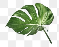 Monstera leaf png sticker, botanical, transparent background