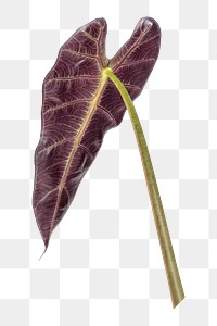 Tropical Alocasia leaf png sticker, botanical, transparent background