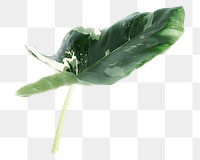 Arrowleaf elephant ear png sticker, botanical, transparent background