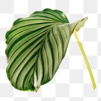 Calathea Orbifolia leaf png sticker, botanical, transparent background