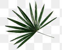 Fan palm png sticker, botanical, transparent background