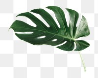 Monstera leaf png sticker, botanical, transparent background