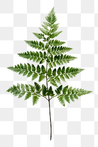 Leatherleaf fern png sticker, botanical, transparent background