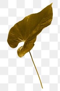 Gold Alocasia leaf  png sticker, botanical, transparent background