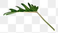 Philodendron Xanadu leaf png sticker, botanical, transparent background